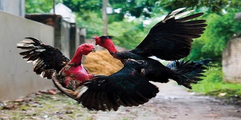Bật Mí Bí Quyết Chơi Đá Gà Jun88 Hiệu Quả Nhất 5 iftrade.top